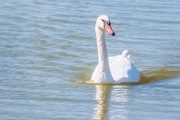 Graceful white Swan swimming in the lake, swans in the wild. Portrait of a white swan swimming on a lake.