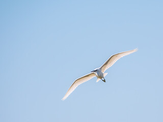 The flight of the little egret.