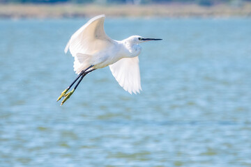 The flight of the little egret.