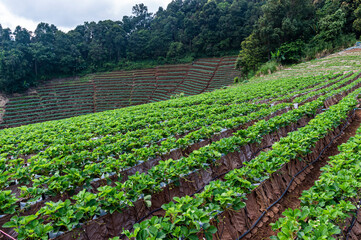 Fototapeta na wymiar rows of strawberry plants in the mountain hill