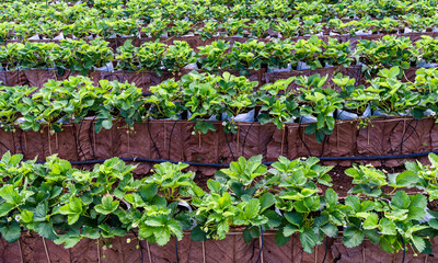 Close up strawberry plants in the farm