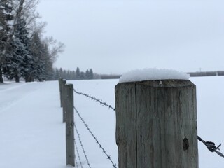 barbwire fence winter