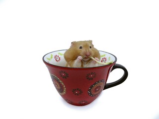 Hamster in a Tea Cup Having a Snack