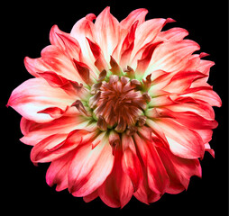 dahlia flower red. Flower isolated on the black background. No
