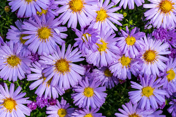 Autumn pink chrysanthemums with water drops on a flower bed in the garden as a beautiful natural background