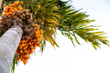 Betel palm tree with green leaf and orange fruit against white sky background. Low angle view.
 - Powered by Adobe