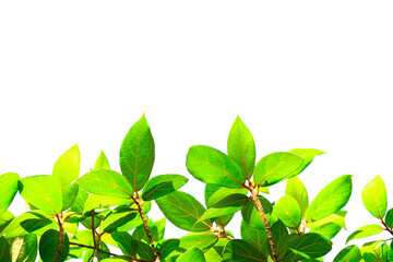 Fototapeta na wymiar Fresh light green leaves on white background for spring summer natural concept design.
