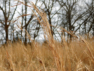 Fototapeta premium Swaying Reeds