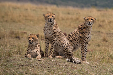 Cheetah mother with subadult male cubs. The Trio of Cheetah.