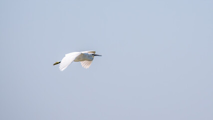 The flight of the little egret.