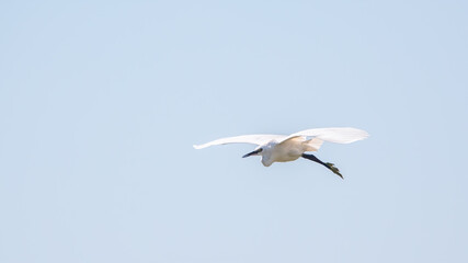 The flight of the little egret.