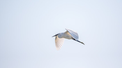 The flight of the little egret.