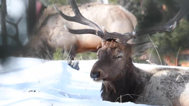 Elk in the Canadian Rockies
