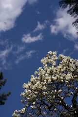 満開のハクモクレンと青空
