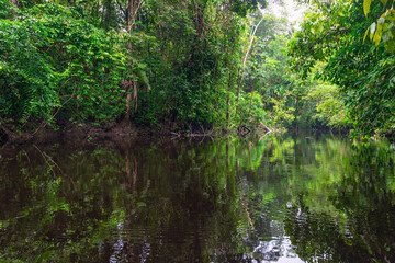 Fototapeta na wymiar Canoe ride landscape in the Amazon rainforest, Cuyabeno Wildlife Reserve, Ecuador.
