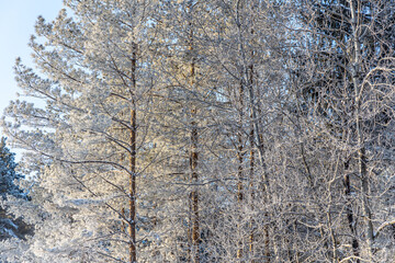Brown branches covered with white fluffy snow are in winter day in the forest
