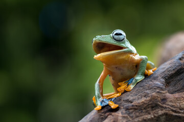 Black-webbed tree frog on a tree trunk