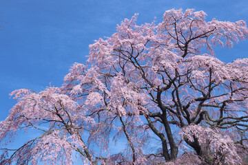 【福島】満開の五斗蒔田桜
