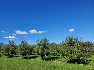 Obraz premium apple orchard with trees, green grass and clear blue sky