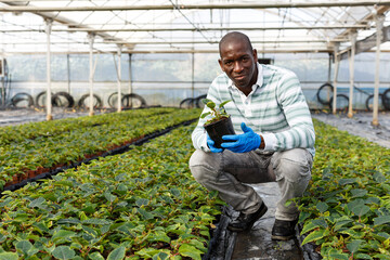 African American man florist working in greenhouse, checking seedlings of Poinsettia pulcherrima