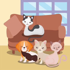 pets domestic animals cute cats and dog sofa room home