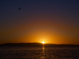 Fototapeta na wymiar Sunset with Seagull