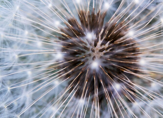 Dandelion blowball. Close up of dandelion blowball.