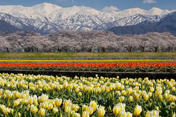 Beautiful cherry blossom fllowers, Japan