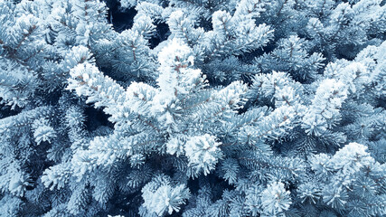 Spruce coniferous covered with snow. Frosty winter a lot of snow on the branches of the tree. Soothing winter background. December and January season.