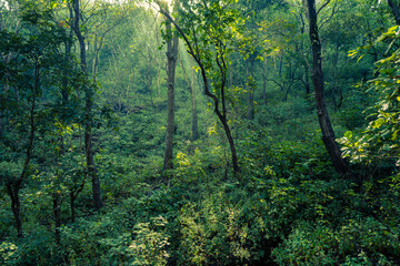 The sun is shining in the forest of Tungareshwar Sanctuary at Vasai