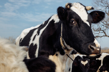 A black and white cow with black eyes looks at the viewer. The cow has a collar around her neck. Insects sit on the ears of the animal. The horns of the cow are small. High quality photo