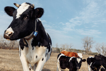 A black-white cow with collars on the neck looks into the frame. On the cow's neck there is a GPS...
