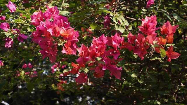 Exotic Pink Bougainvillea flowers swaying by the wind in morning in the nature
