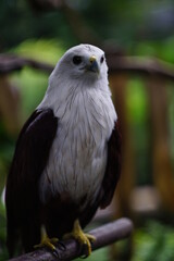 portrait of an eagle