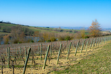 Fototapeta na wymiar South-Ouest vineyard, Brulois, France