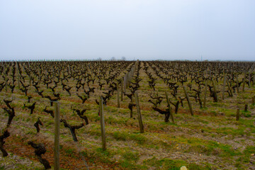 Fototapeta na wymiar Medoc vineyard, Bordeaux, France