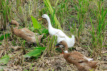 Ducks (Anas moscha) are brown and white when passing through dry, untilled rice fields. Many of these poultry are kept for meat and eggs