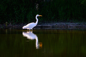 Great Egret Wading In Water