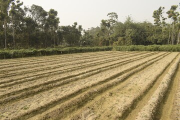 Fototapeta na wymiar ploughed field in a village
