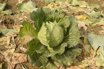 cabbage plant in the field