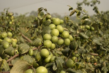 indian plum in the garden