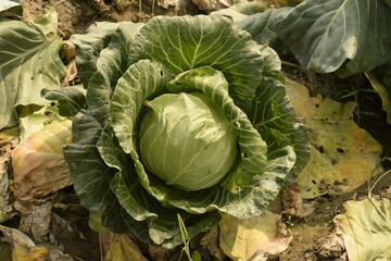 cabbage plant in the field