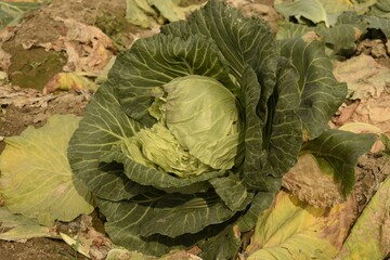 cultivation of cabbage flower in the field