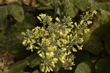 broccoli flower bloom