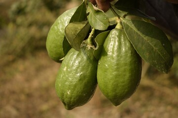 aroma king lemon of bengal