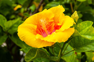 A beauty yellow Hibiscus flower (brackenridgei) isolated. Iriomote Island.