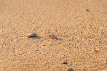 Cute terrestrial hermit crabs (Coenobita rugosus) walking on the sand iluminated by sunlight in a shallow depht of field. Iriomote Island...