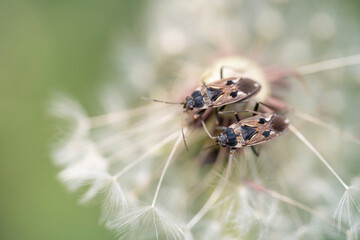 Rhyparochromus vulgaris is a species of dirt-colored seed bug in the family Rhyparochromidae. Two bugs on a dandelion. Place for text. Top view.