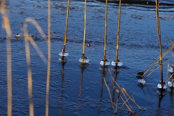 Ice frozen on the stems of aquatic plants.