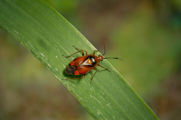 Naklejka premium Deraeocoris ruber (also known as Mirid Bug) is a species of bug in Miridae family.